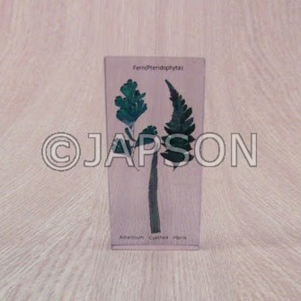 Botany Specimens Botany Specimens